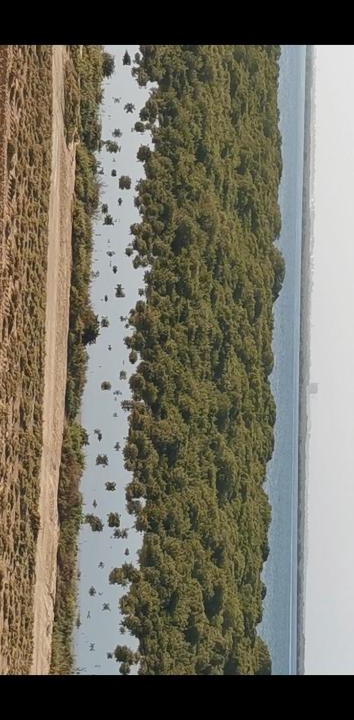 Umm al Quwain Other | Mangroves view suites