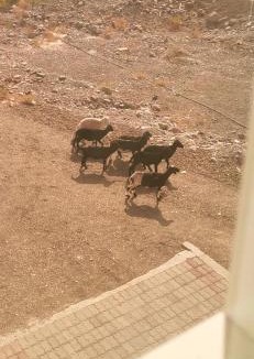 Al Hamra House | 228Hostel