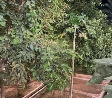 Hatta House | Hatta Orchard