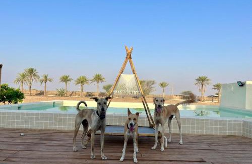 Khatt Other | Naseem Farm Escape - dog-friendly camp site
