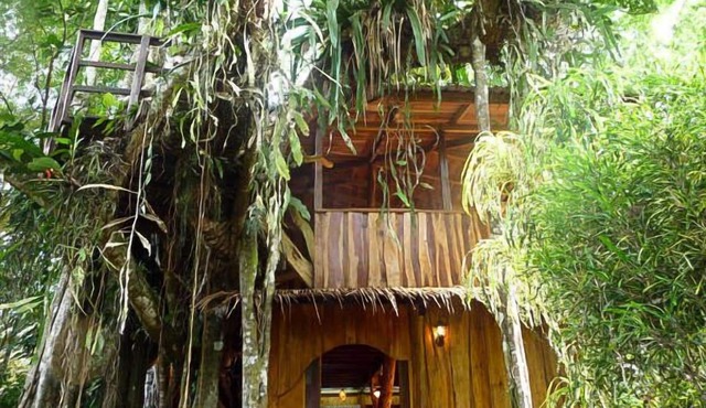 Enchanted Tree House experience with all the comforts!
