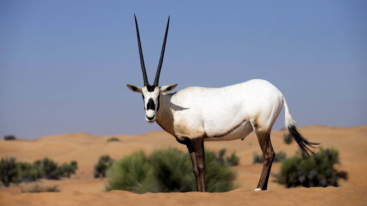 Photo of Others in Murqquab