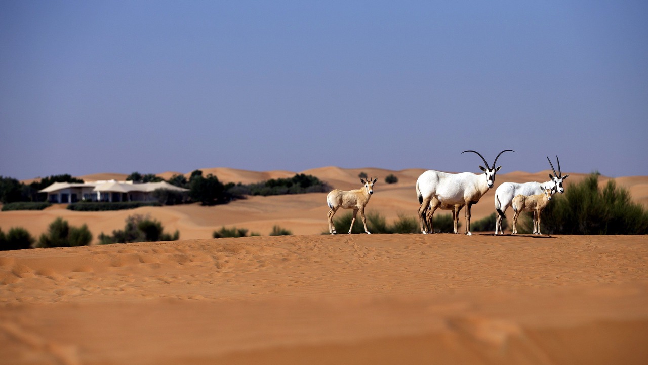 Photo of Outdoor in Murqquab