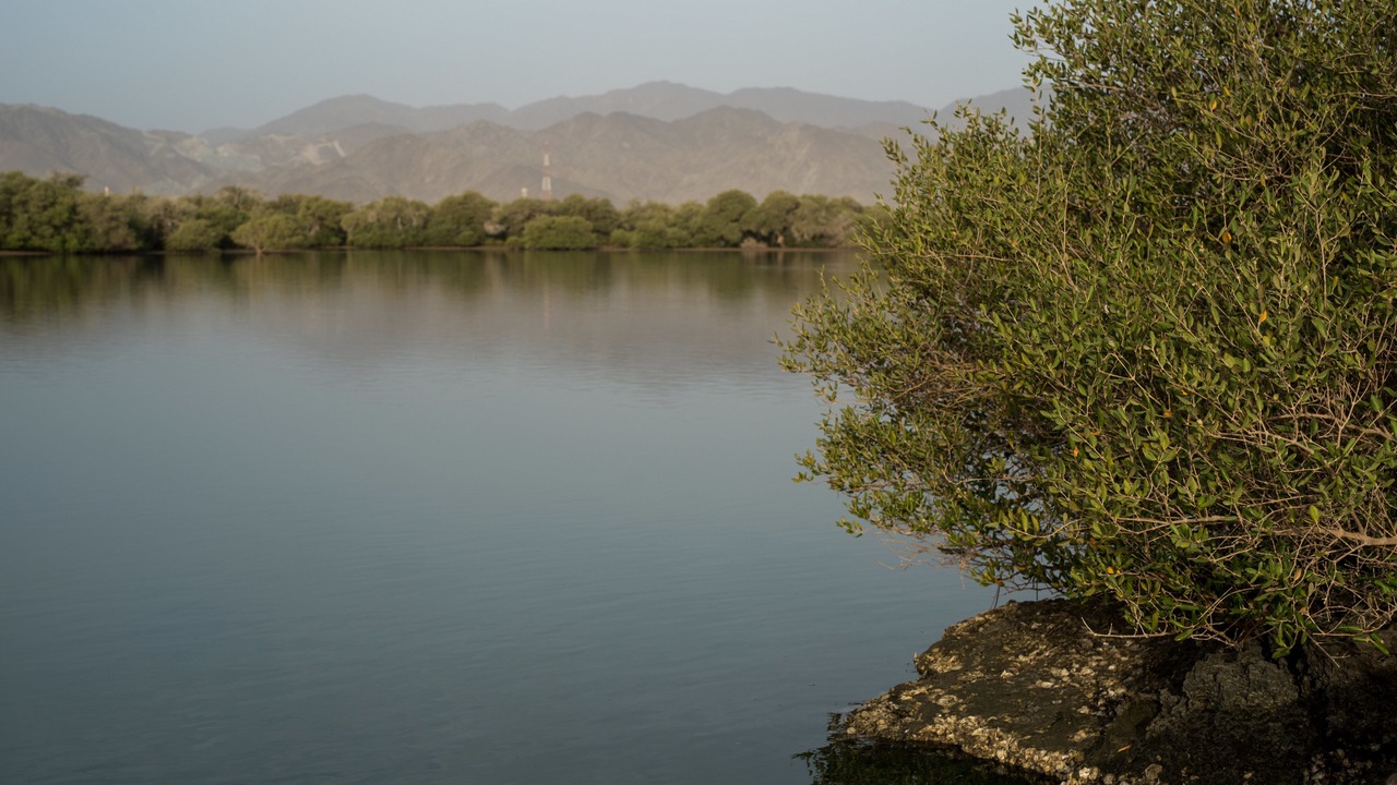 Photo of Others in Kalba