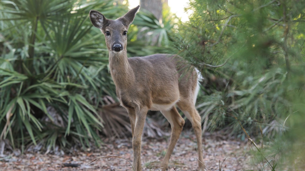 Photo of Others in Seagrove Beach