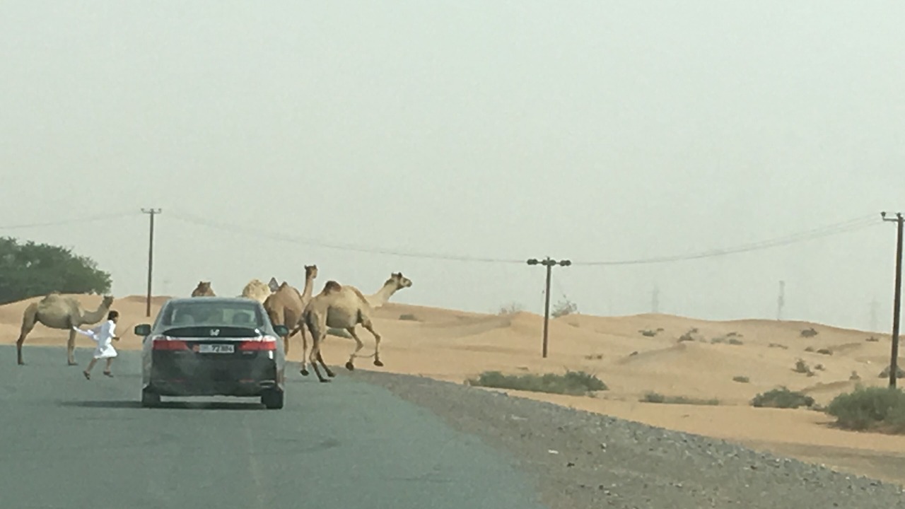 Photo of Others in Ras Al Khaimah