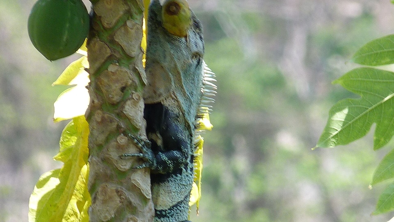 Photo of Others in Paquera