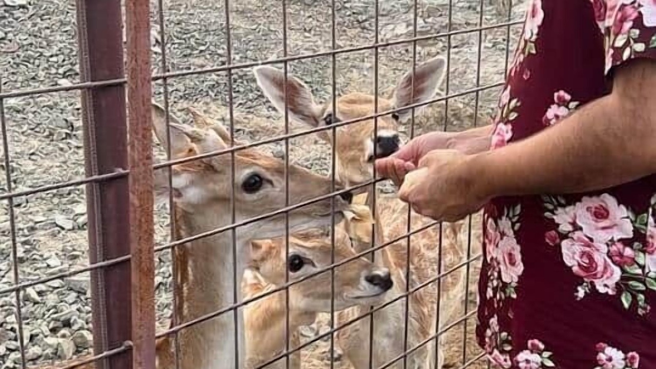 Photo of Others in Ras Al Khaimah