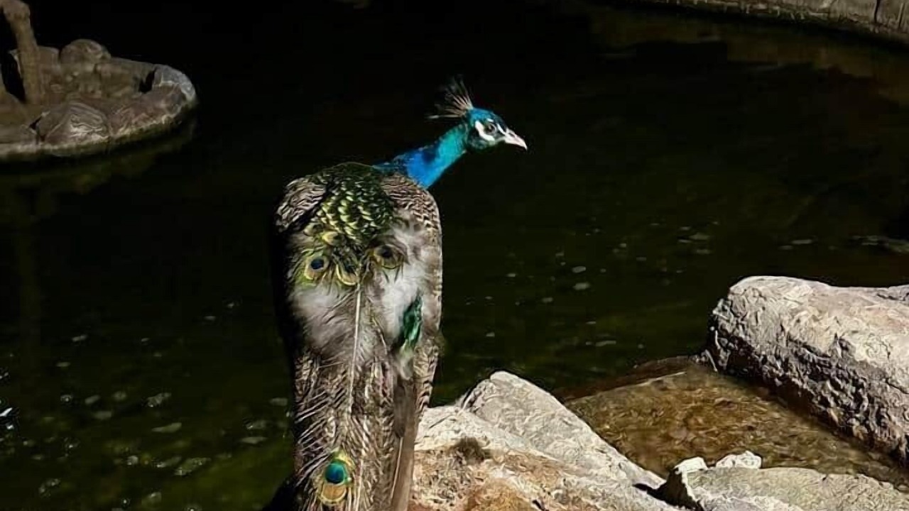 Photo of Others in Ras Al Khaimah