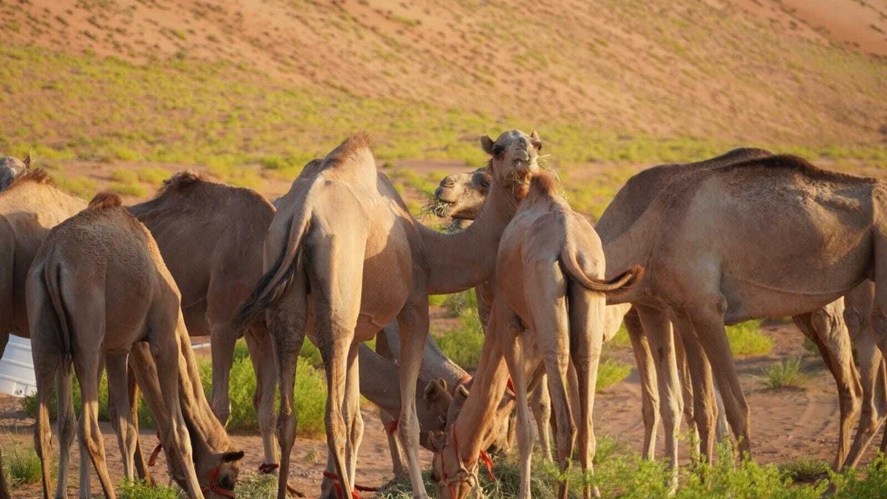 Photo of Others in Al Wasil