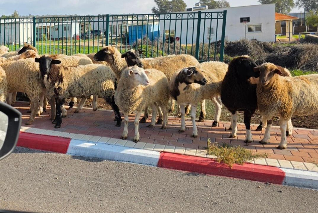 Photo of Others in Bruchim Qela' Alon