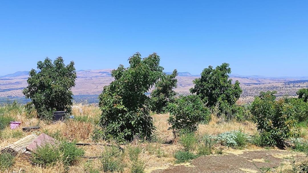 Photo of Others in Ma'ale Gamla