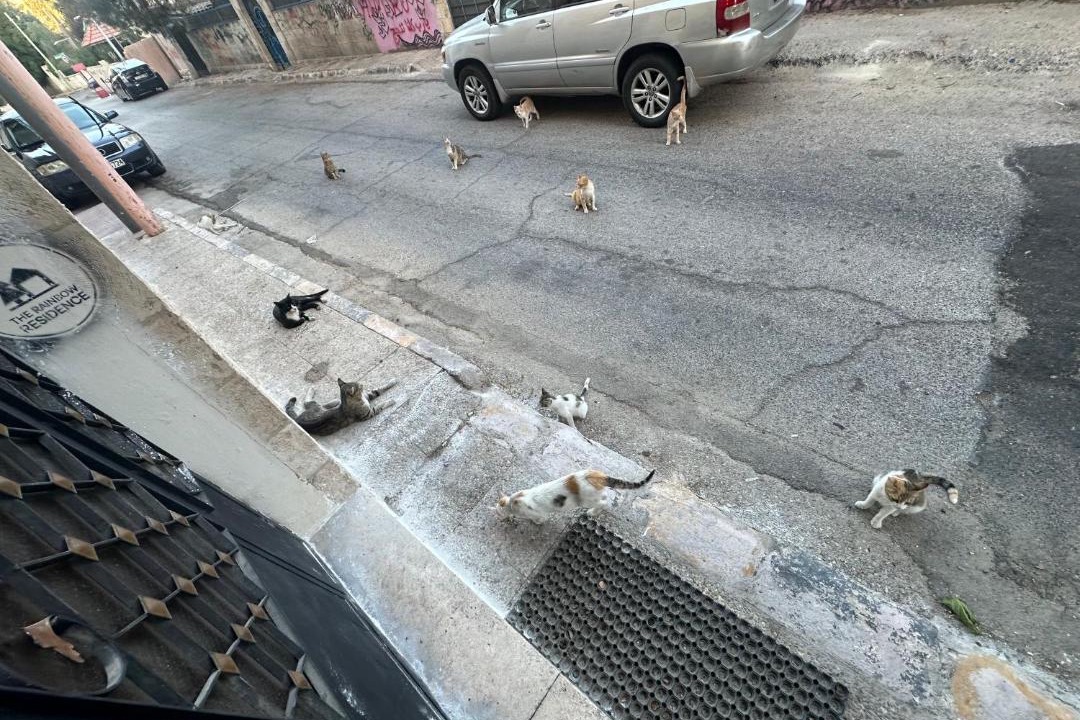 Photo of Others in Amman