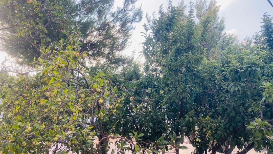 Photo of Outdoor in Ajloun