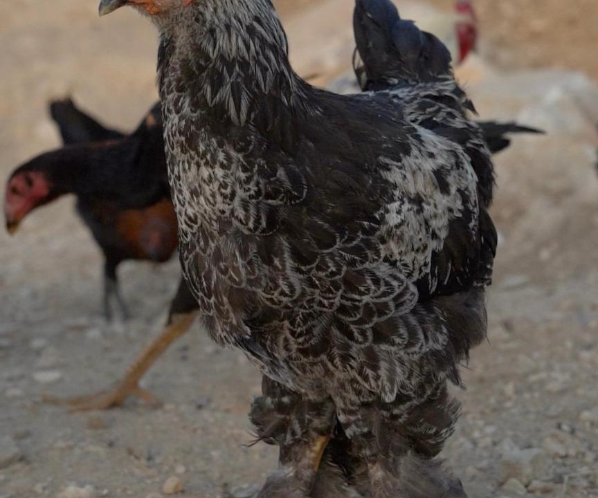 Photo of Others in Dana
