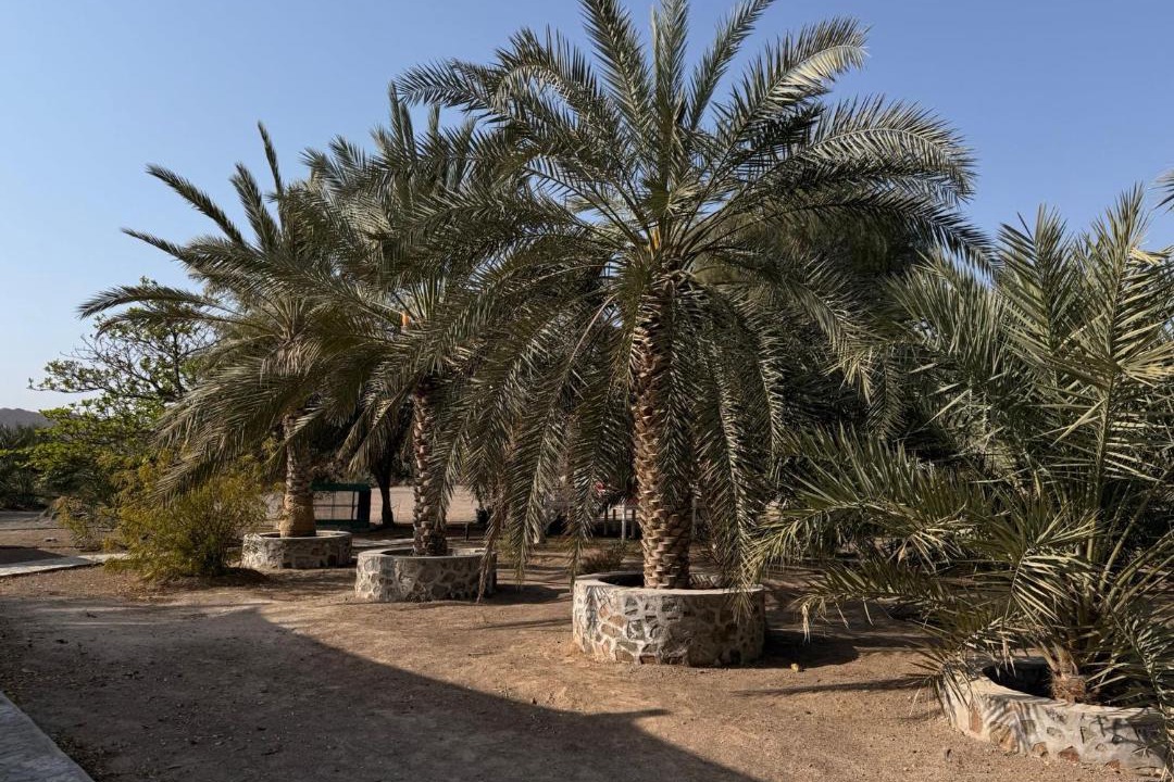 Photo of Others in Ras Al Khaimah