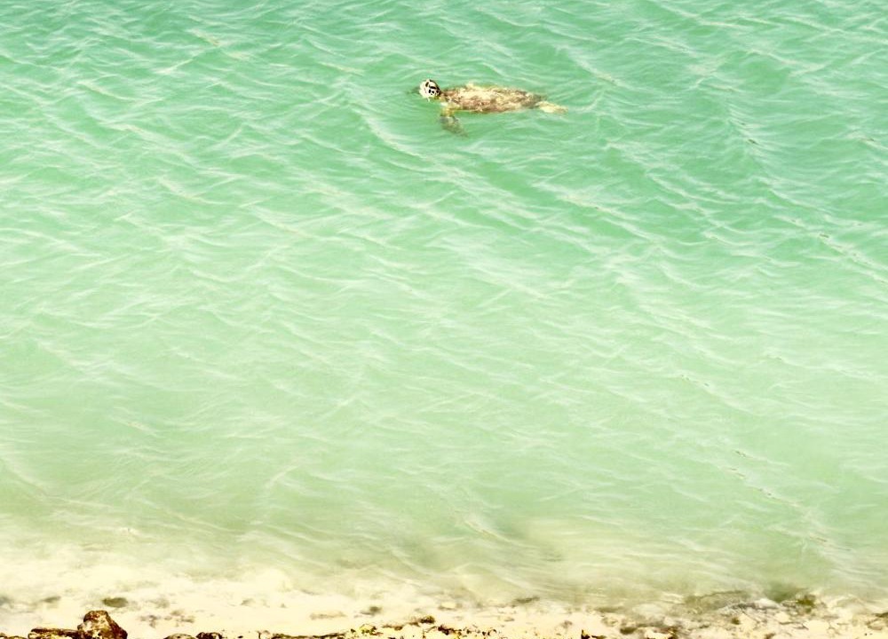 Photo of Others in Salalah