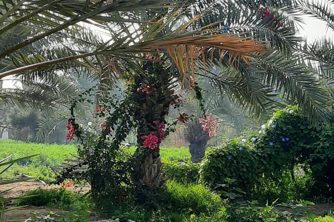 Photo of Others in Al-Maghtas