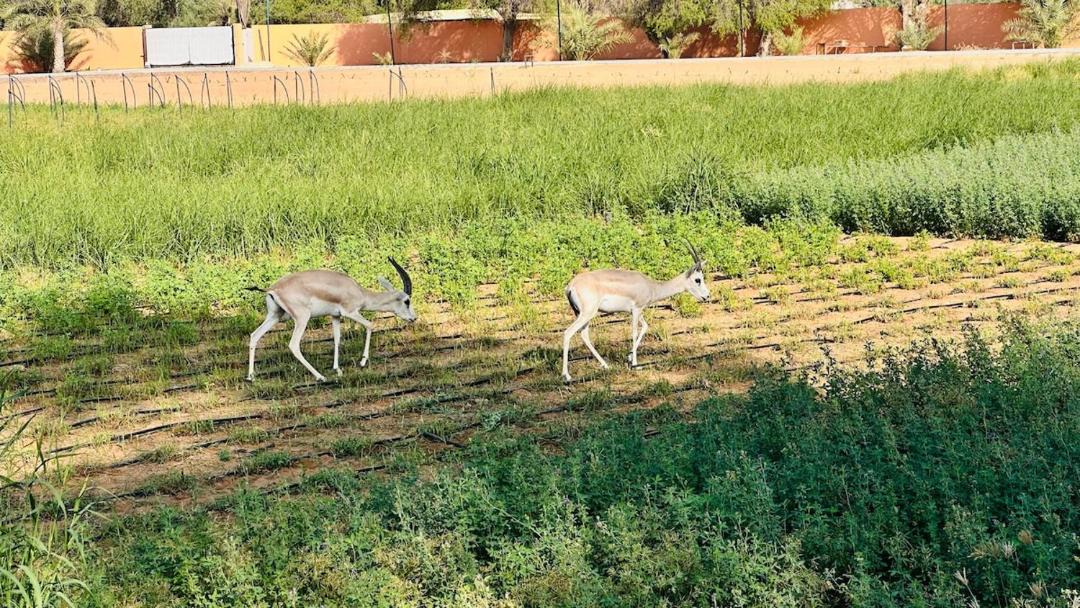 Photo of Others in Al Hayer