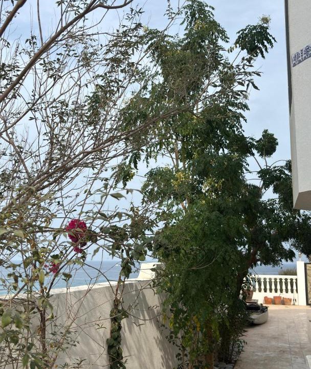 Photo of Others in Muscat