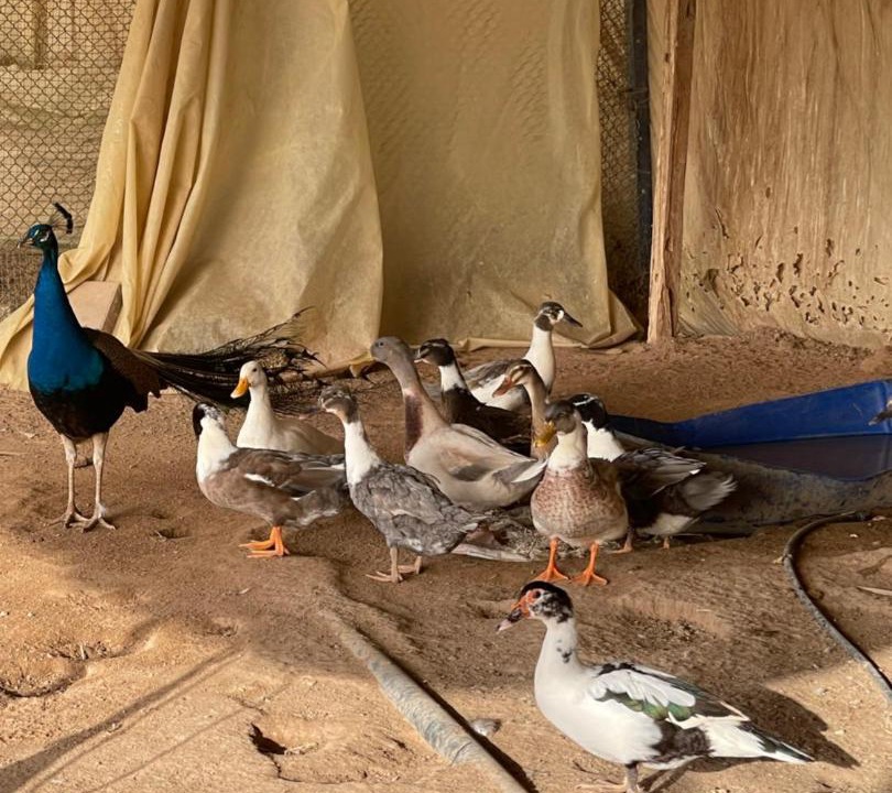 Photo of Others in Ras Al Khaimah