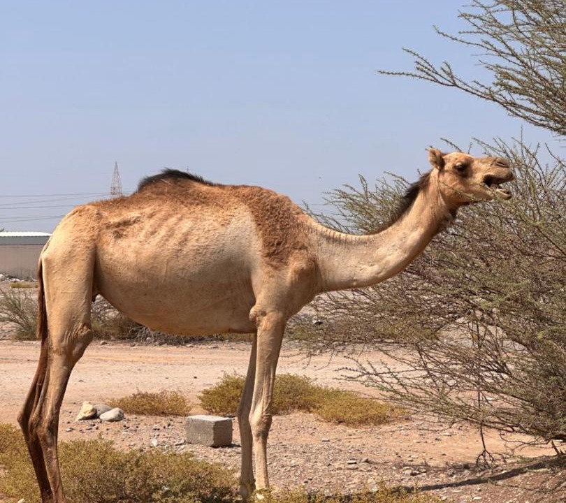 Photo of Others in Barka