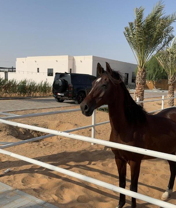 Photo of Others in Al Ain
