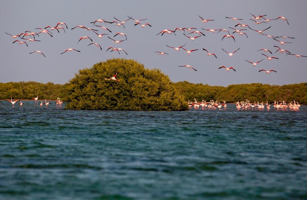 Photo of Others in Umm al Quwain