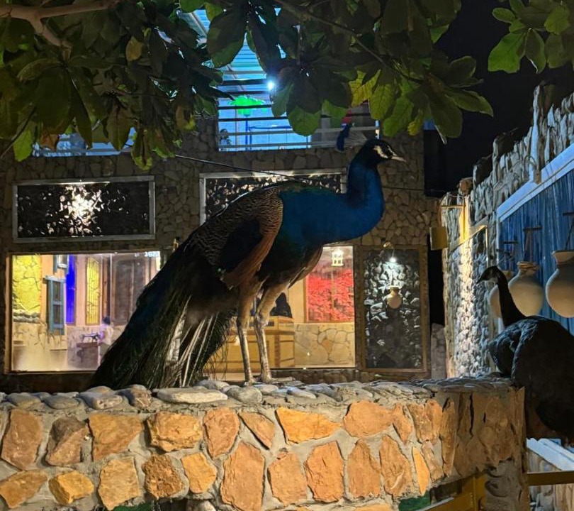 Photo of Others in Al Mazra