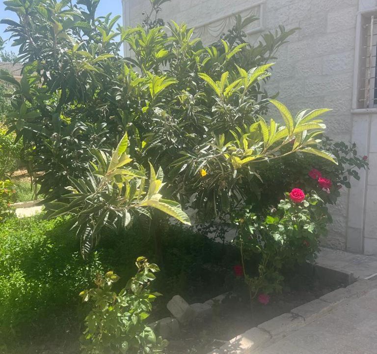 Photo of Others in Ajloun