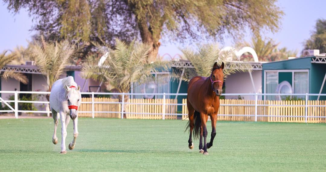 Photo of Others in Ras Al Khaimah