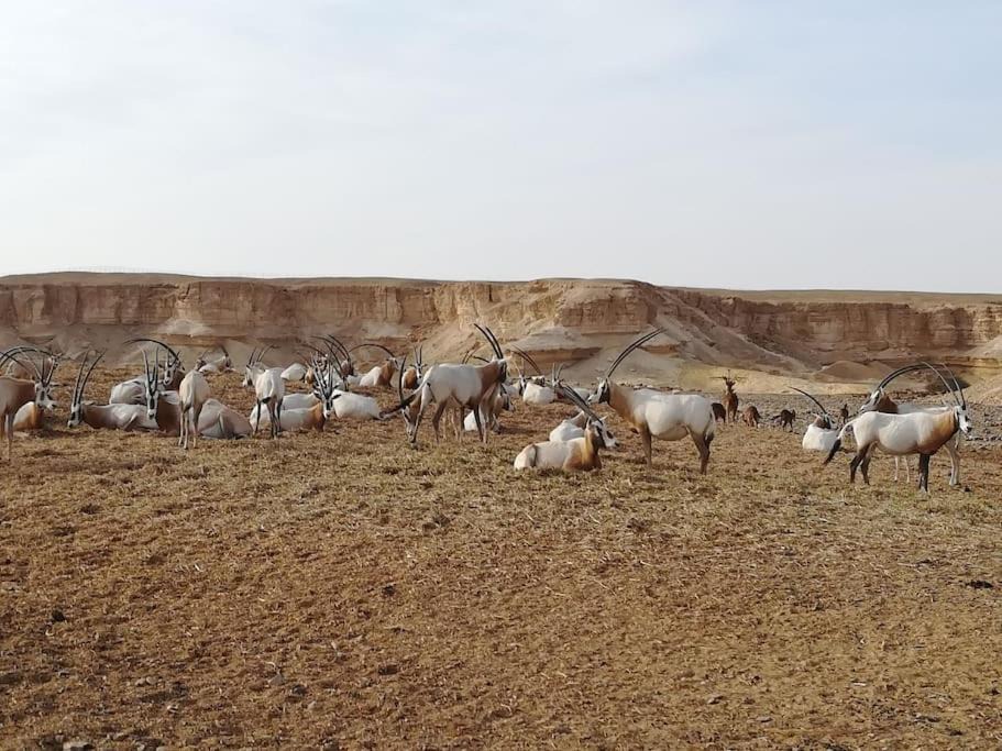 Photo of Others in Sapir