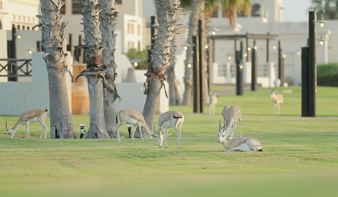 Photo of Others in Abu Dhabi