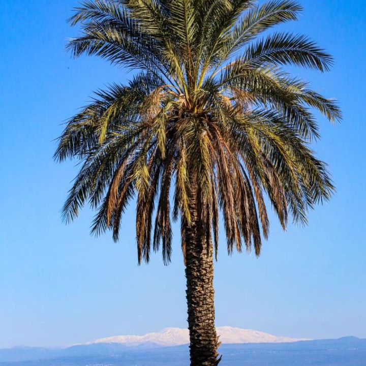 Photo of Others in Tiberias Old City
