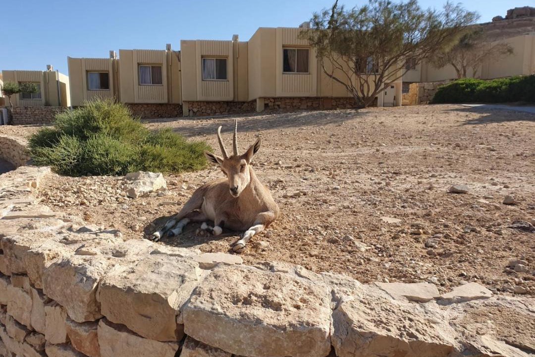 Photo of Others in Mitzpe Ramon