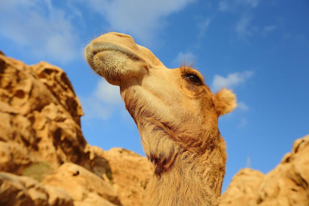 Photo of Others in Wadi Musa