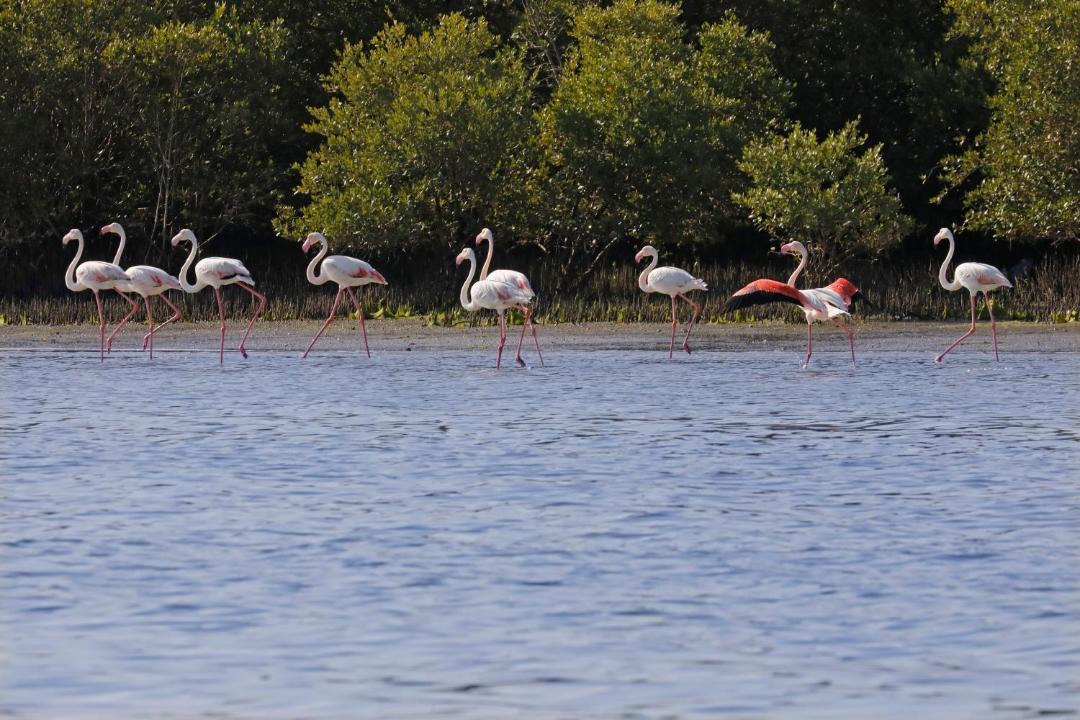 Photo of Outdoor in Umm al Quwain