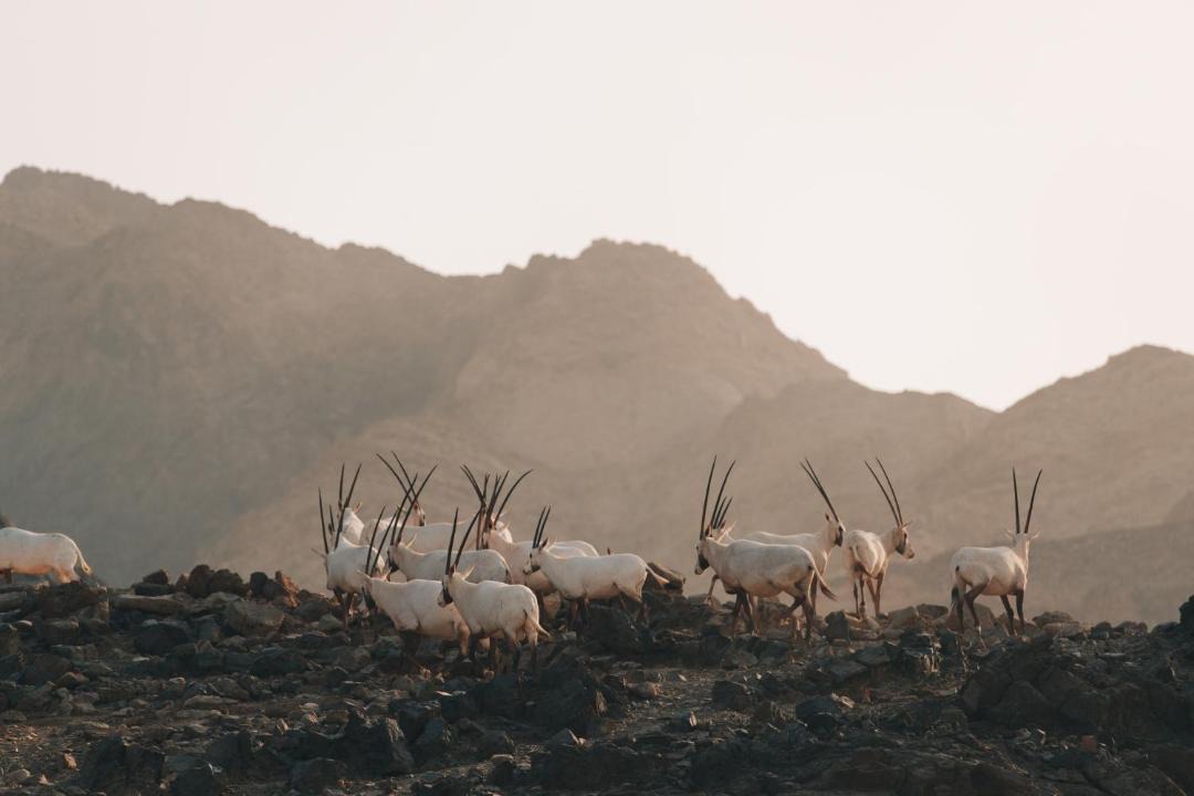 Photo of Others in Hatta