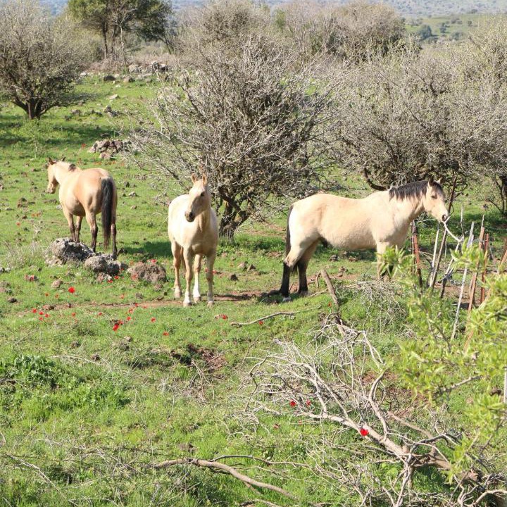 Photo of Others in Merom Golan