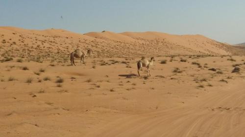 Bidiya Other | Silent Dunes Camp