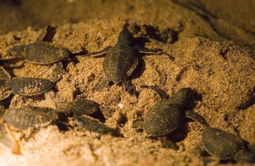 Al Hadd House | Seeing Turtles At Ras al jinz Hospitality
