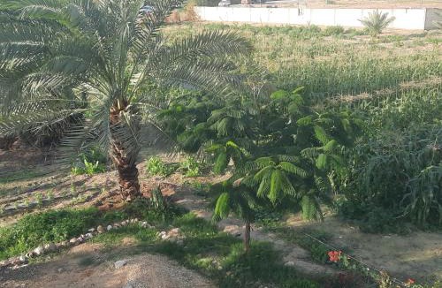 Al-Maghtas House | استراحة الباشا albash farm stay
