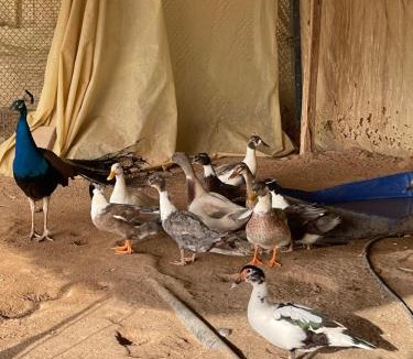 Ras Al Khaimah Other | Vanstay glamping in a 25 acre farm