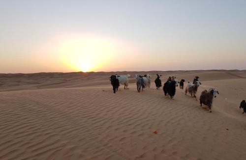 Bidiya Other | Private Bedouin Tent Al Badri