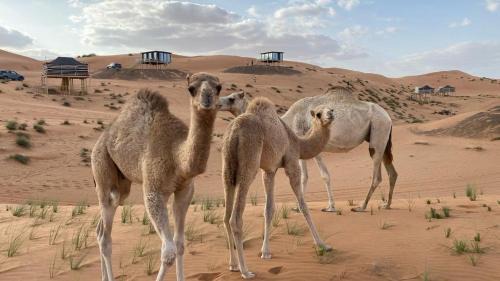 Oman desert private camp